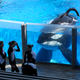 Illustration for article titled SeaWorld Is Currently Being Pummeled By Lawsuits